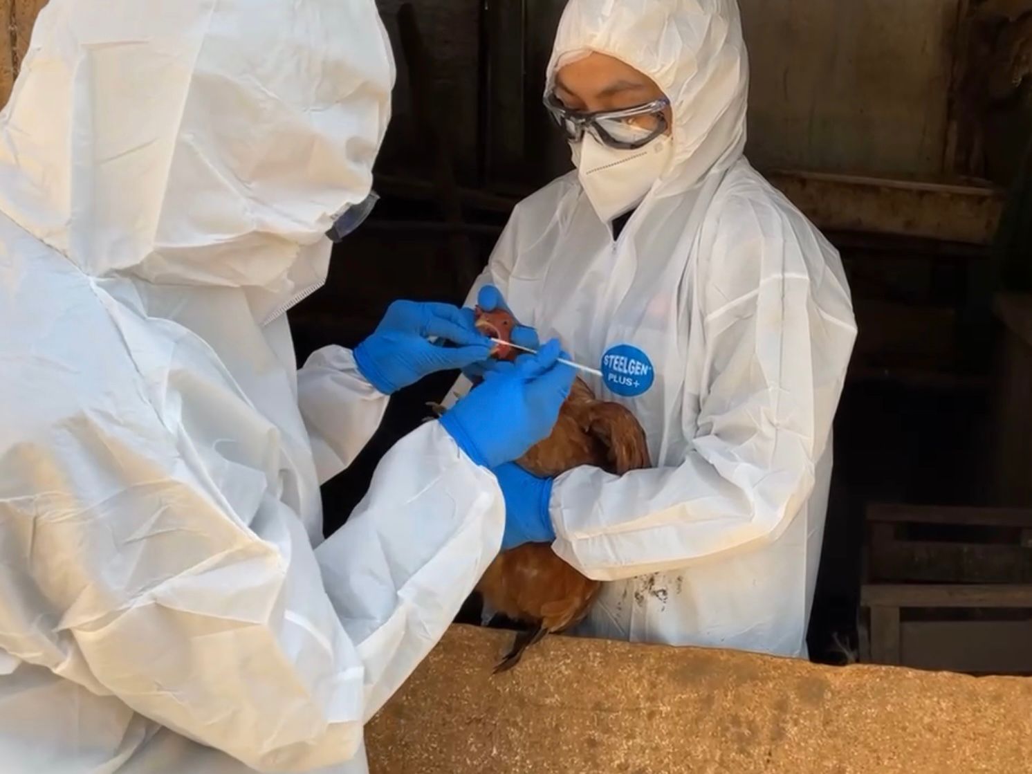 SAG confirma dos casos de influenza aviar H5N1 en aves de traspatio de la región de O’Higgins